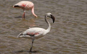 Lesser Flamingo