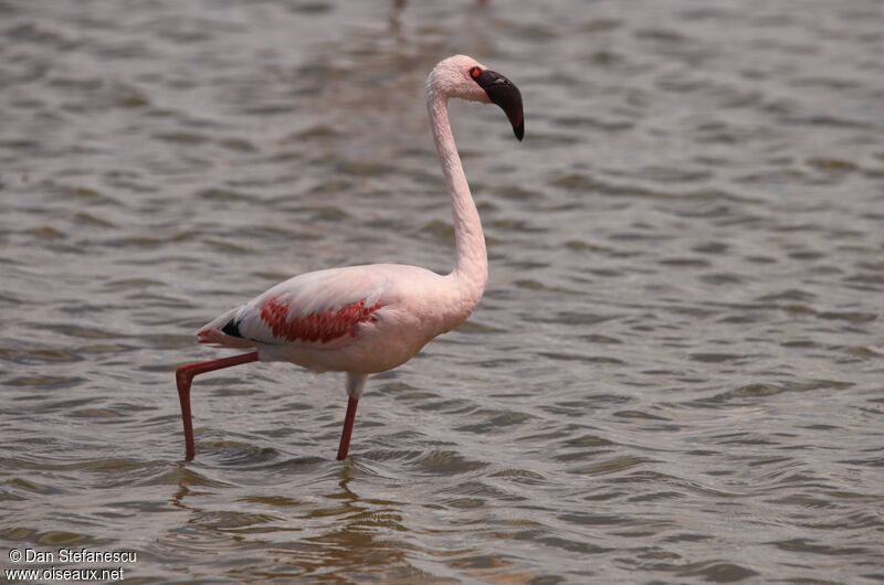 Lesser Flamingoadult