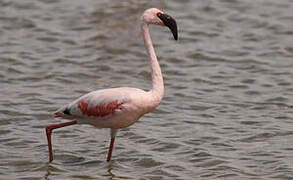 Lesser Flamingo