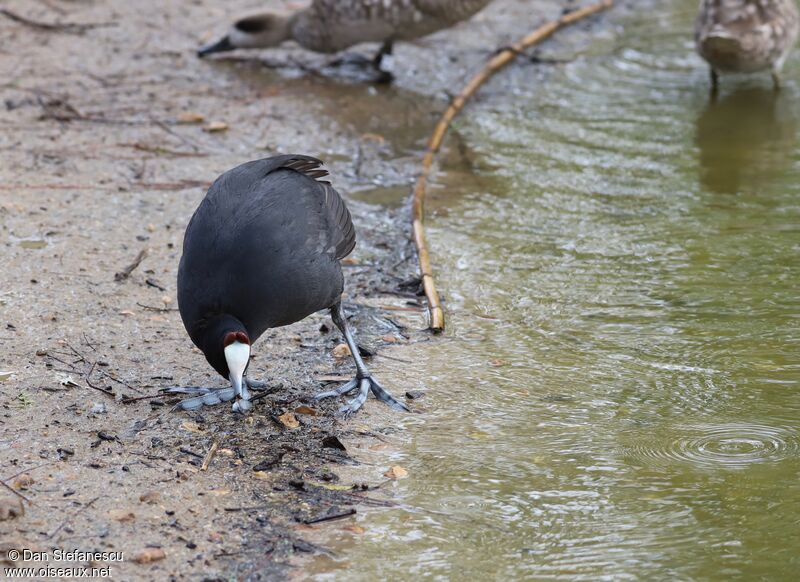 Foulque caronculée, marche, mange