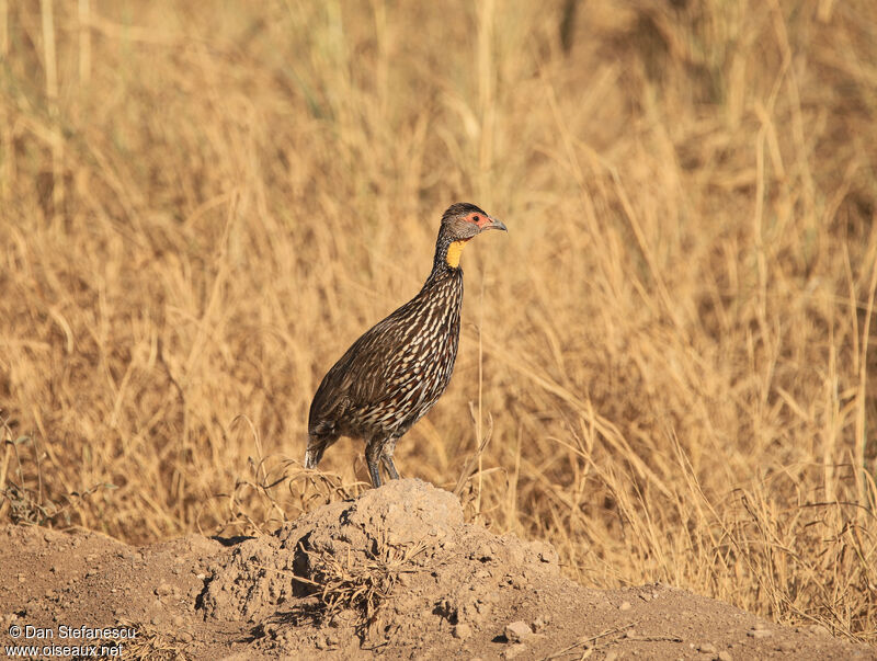 Francolin à cou jauneadulte