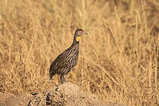 Francolin à cou jaune