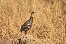 Francolin à cou jaune