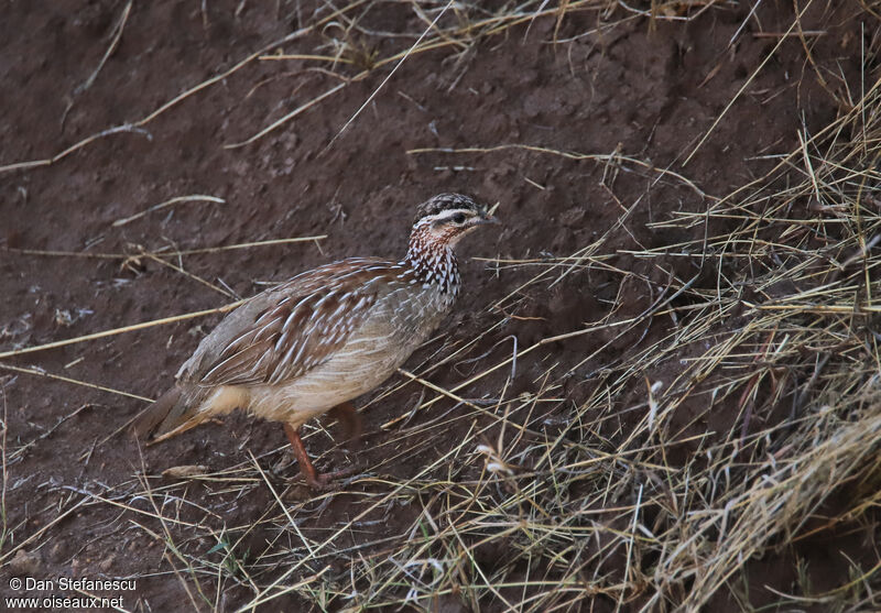 Francolin huppéadulte