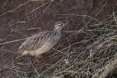 Francolin huppé