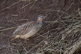 Francolin huppé