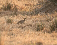 Black Francolin