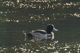 Tufted Duck