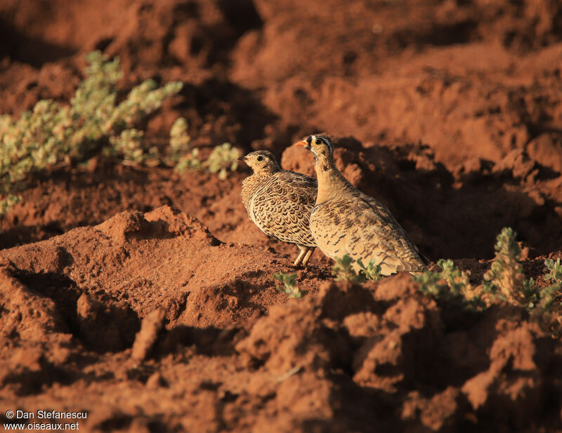 Black-faced Sandgrouseadult