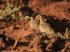 Black-faced Sandgrouse