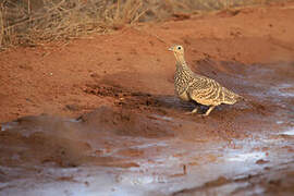 Chestnut-bellied Sandgrouse