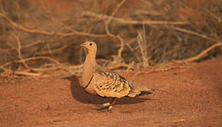 Chestnut-bellied Sandgrouse