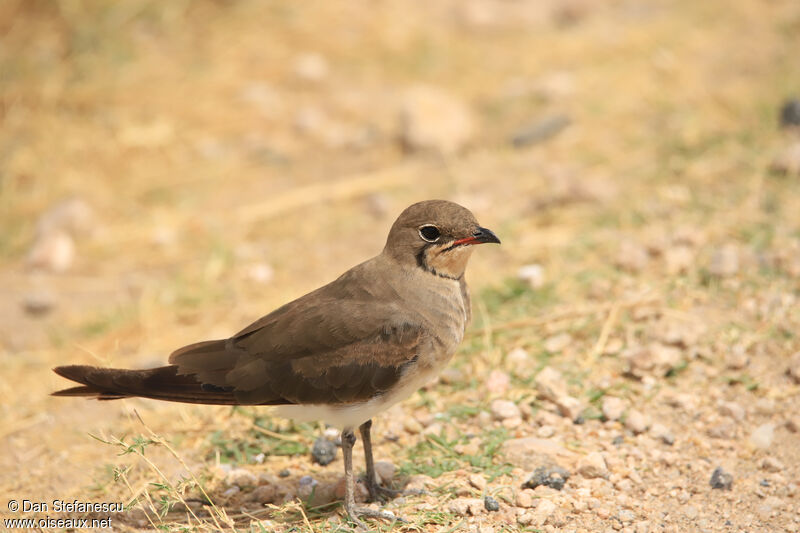 Collared Pratincoleadult