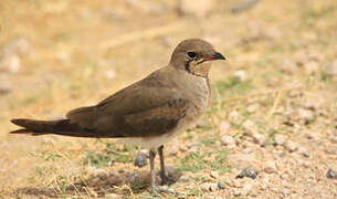 Collared Pratincole