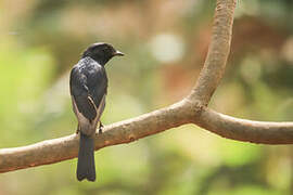 Southern Black Flycatcher