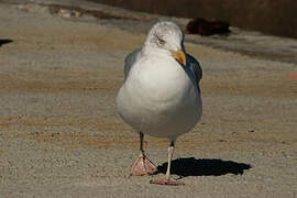 European Herring Gull