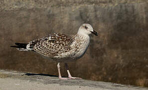 Great Black-backed Gull