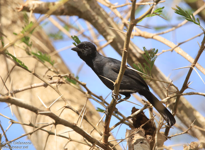 Slate-colored Boubouadult