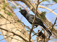 Slate-colored Boubou