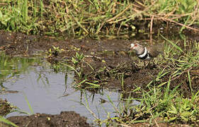 Three-banded Plover