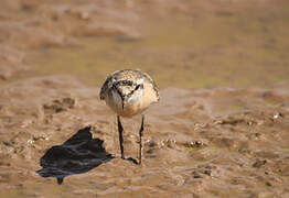 Kittlitz's Plover