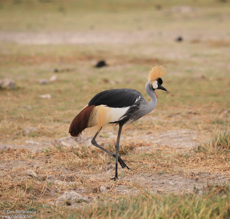 Grey Crowned Craneadult