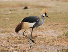 Grey Crowned Crane