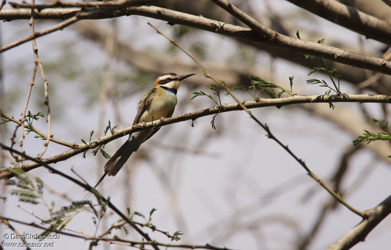 White-throated Bee-eateradult