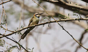 White-throated Bee-eater