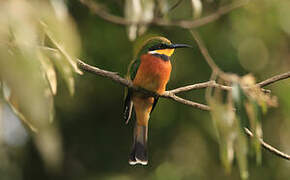 Little Bee-eater