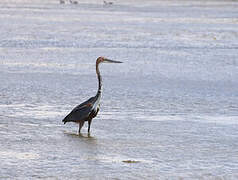 Goliath Heron