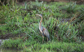 Purple Heron