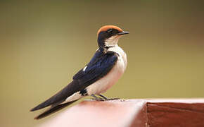 Wire-tailed Swallow