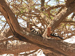 African Hoopoe