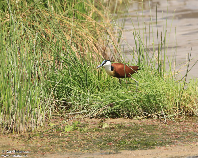 African Jacanaadult