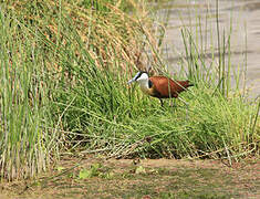 African Jacana