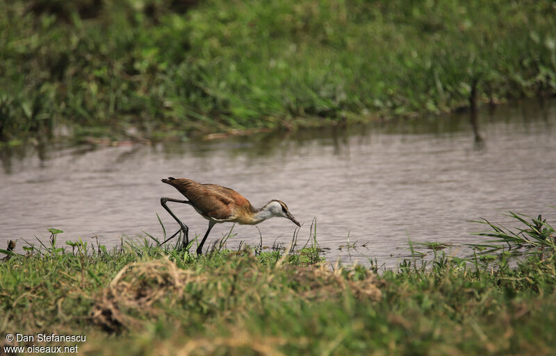 African Jacanaimmature