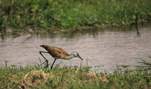 Jacana à poitrine dorée