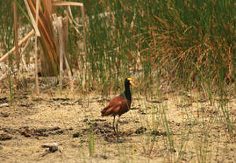 Jacana du Mexique