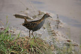 Baillon's Crake