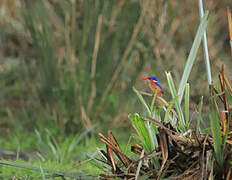 Malachite Kingfisher