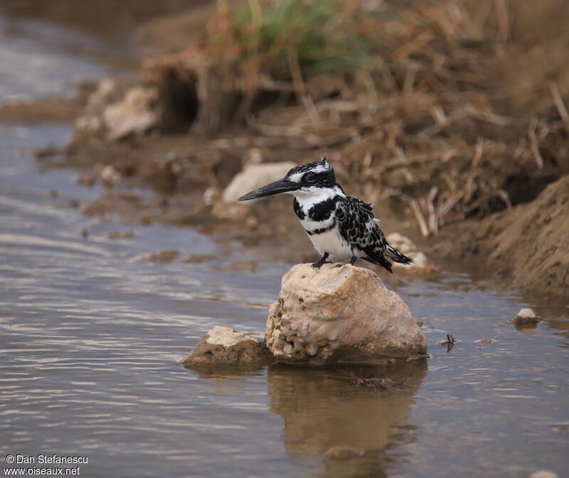 Pied Kingfisher male adult