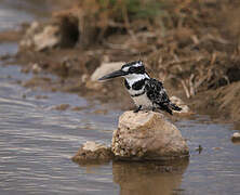 Pied Kingfisher