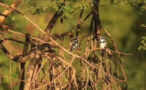 Pied Kingfisher