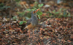 Bare-eyed Thrush