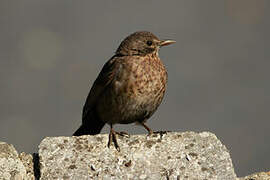 Common Blackbird