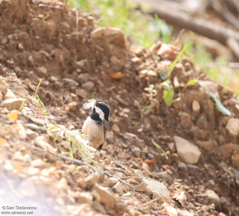 Coal Titadult breeding, Reproduction-nesting