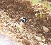 Coal Tit