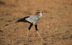 Secretarybird