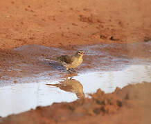 Yellow-spotted Bush Sparrow